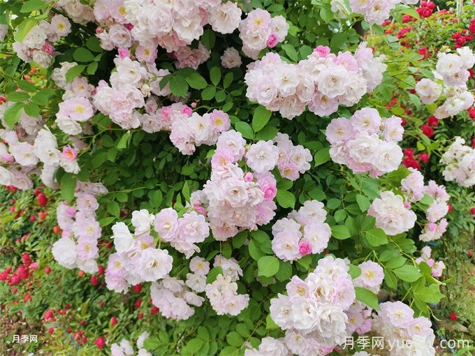 月季薔薇玫瑰，怎樣辨認(rèn)薔薇三姐妹？(圖2)