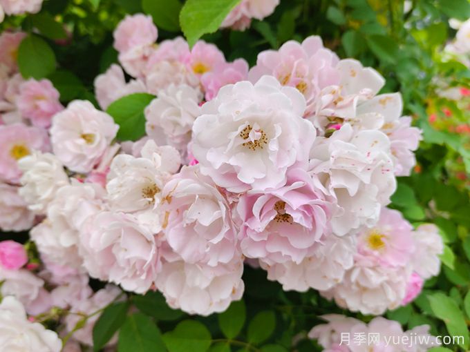 薔薇怎樣管理與養(yǎng)護？(圖1)