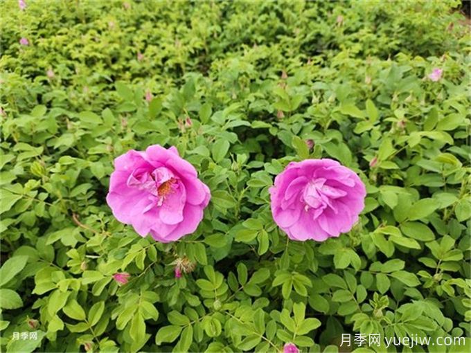 南陽(yáng)月季繁育基地教你輕松辨別月季、玫瑰和薔薇(圖2)