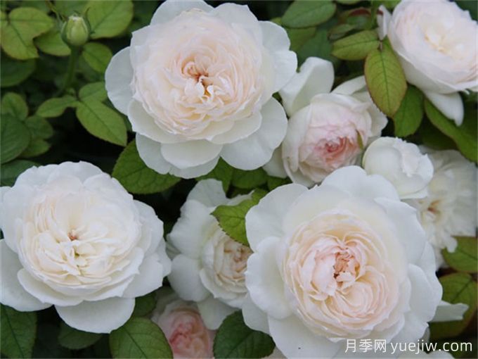 推薦11種白色系月季品種，花朵優(yōu)雅純潔(圖3)