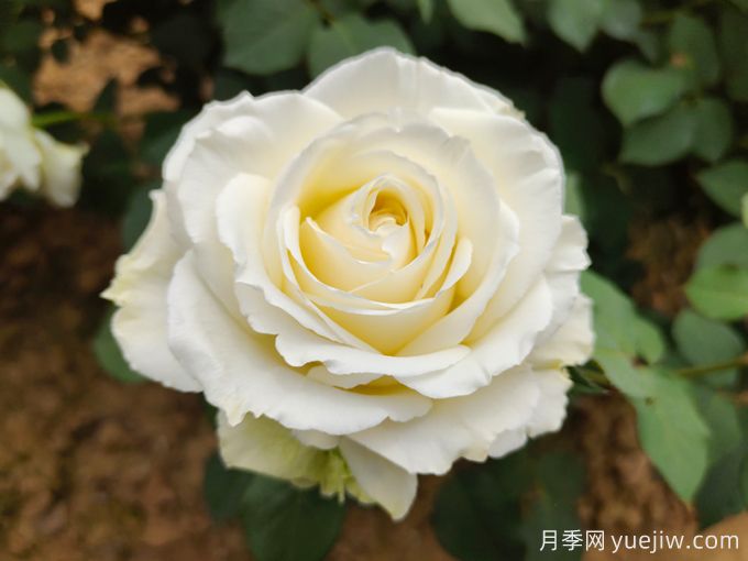 推薦11種白色系月季品種，花朵優(yōu)雅純潔(圖1)