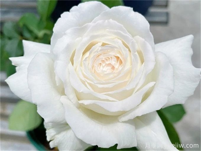 推薦11種白色系月季品種，花朵優(yōu)雅純潔(圖4)