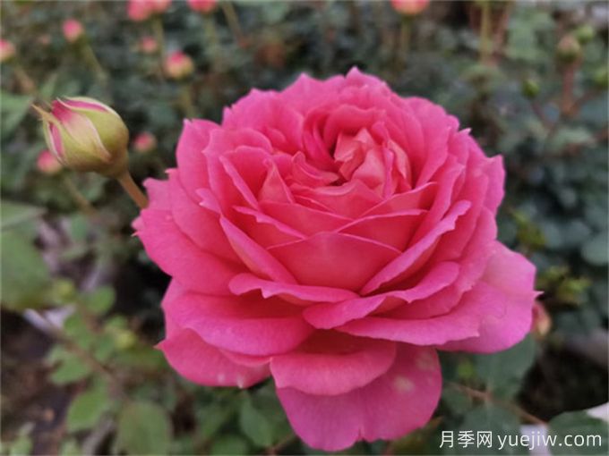 銀禧慶典月季，又美又香，經(jīng)典大花耐寒耐旱(圖2)
