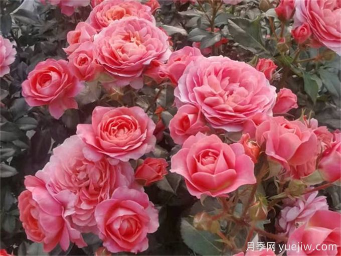 陽臺(tái)月季系列，豐花勤花又抗病，輕松待機(jī)10個(gè)月(圖3)
