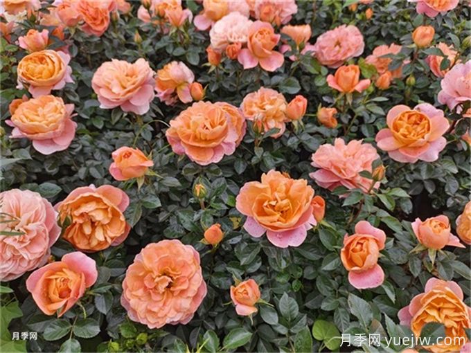 陽臺(tái)月季系列，豐花勤花又抗病，輕松待機(jī)10個(gè)月(圖4)