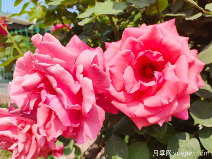 月季之美，在于持久不衰的芬芳(圖1)