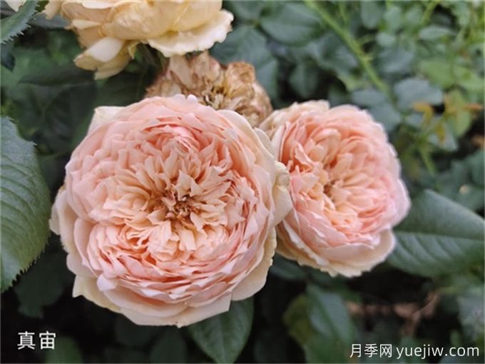 真宙月季，花色迷人，耐熱抗病型好(圖2)