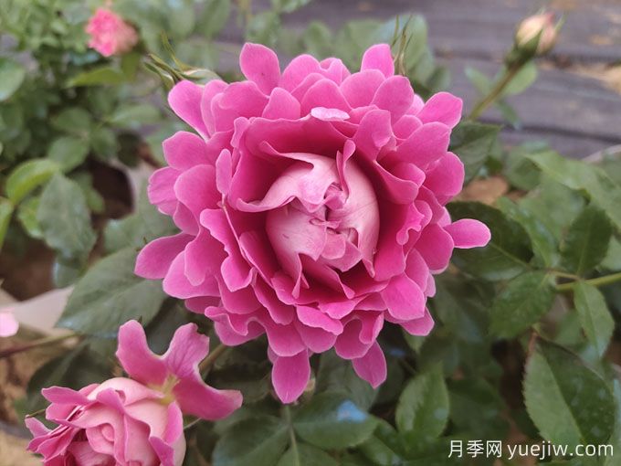 月季什么時(shí)候秋剪？不要要急，讓秋花依然美(圖1)