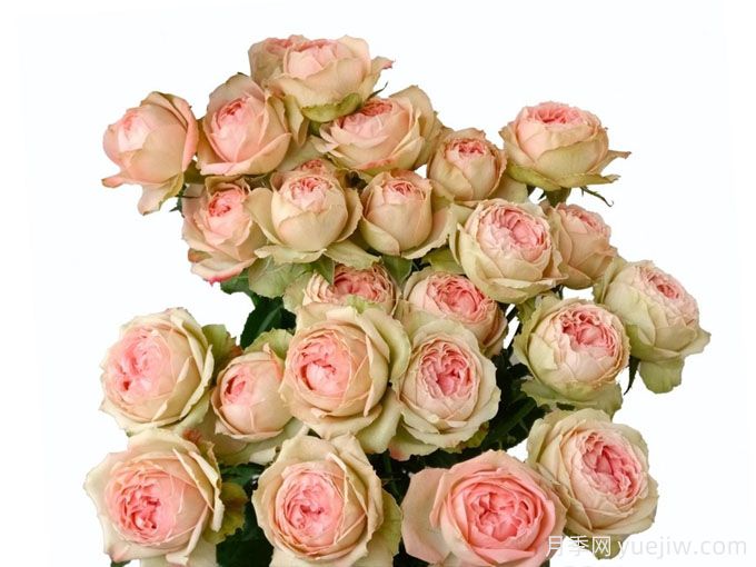 花園愛人月季(圖1)