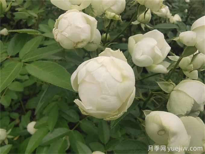 推薦12個超級微型月季品種，個個都是開花機器(圖4)