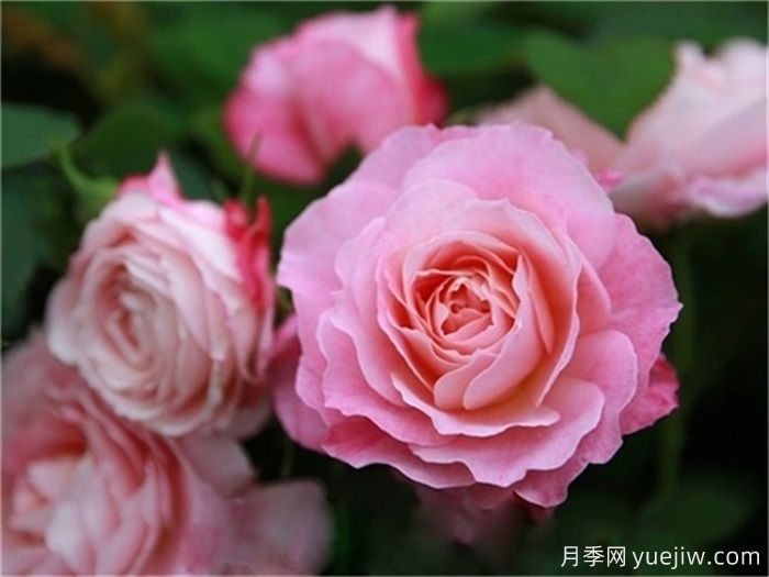 海神王陽臺月季，大花勤花抗病強(qiáng)(圖1)