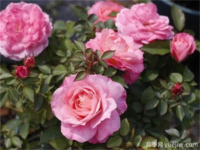 海神王陽臺月季，大花勤花抗病強(qiáng)(圖2)
