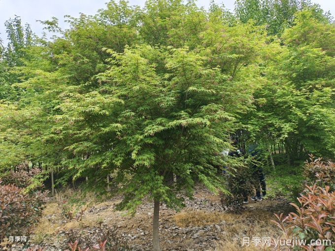 推薦20種彩葉樹(shù)種，用于園林綠化造景(圖3)