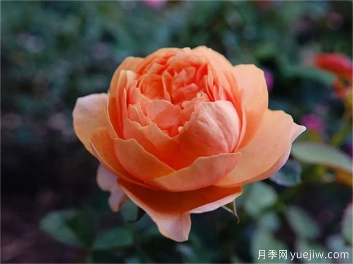 一見傾心的10種橙色系月季品種推薦，你養(yǎng)過幾個？(圖2)