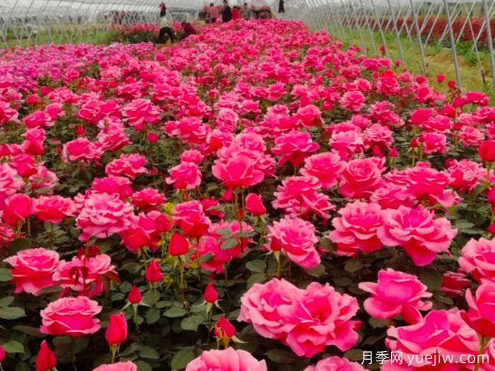 讓月季花開滿園？通過四大關鍵步驟(圖1)
