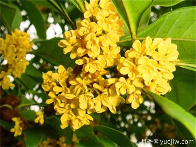 桂花種植教程，輕松實(shí)現(xiàn)豐盛花朵的關(guān)鍵步驟(圖1)