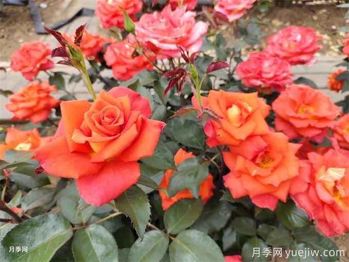 月季花的種類有很多，怎么區(qū)分你知道嗎？(圖1)