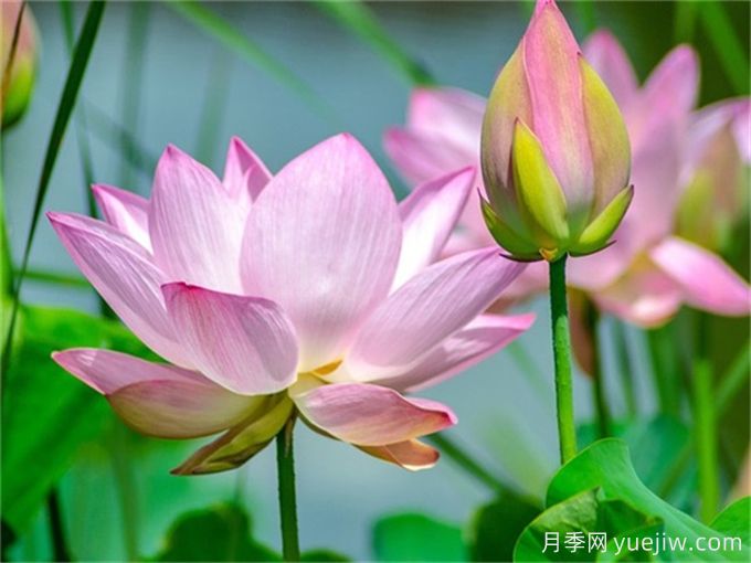 推薦5種高顏值花卉，好看又好養(yǎng)(圖1)