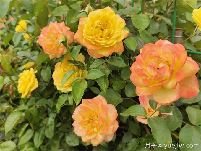 月季花的主要種類和品種有哪些？(圖1)