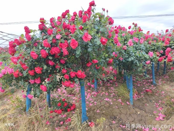 月季花的主要種類和品種有哪些？(圖3)