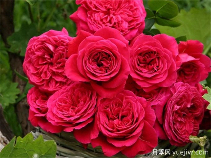 分享15種超香月季品種，香味控花友必備(圖7)