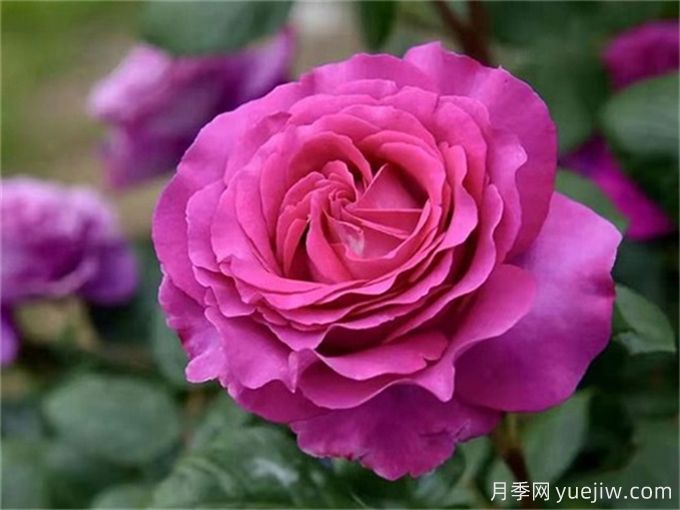 分享15種超香月季品種，香味控花友必備(圖4)