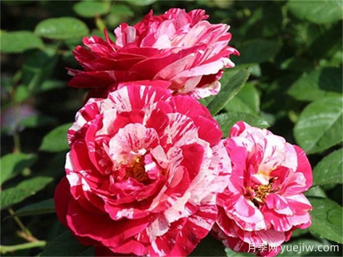分享15種超香月季品種，香味控花友必備(圖5)