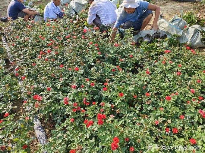 月季栽培用那種土好？土壤怎么配比改良？(圖1)