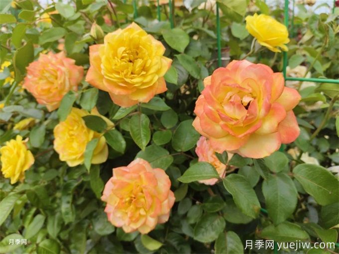 十堰7萬(wàn)余株月季控花期綻放，迎世界武當(dāng)太極大會(huì)(圖2)