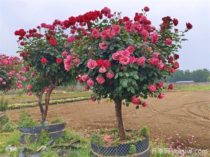 我國極品花樹，一年花開300天，南陽月季樹種植正當(dāng)時(shí)(圖2)