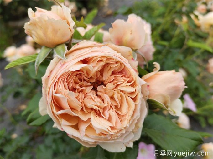 6個月季花品種，開花又大又香皮實好養(yǎng)(圖1)
