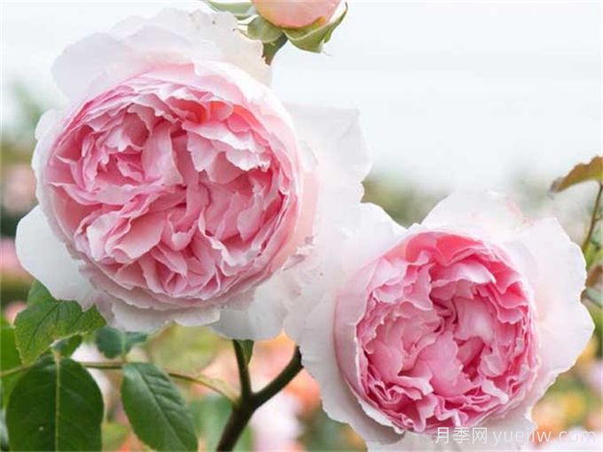 6個月季花品種，開花又大又香皮實好養(yǎng)(圖2)