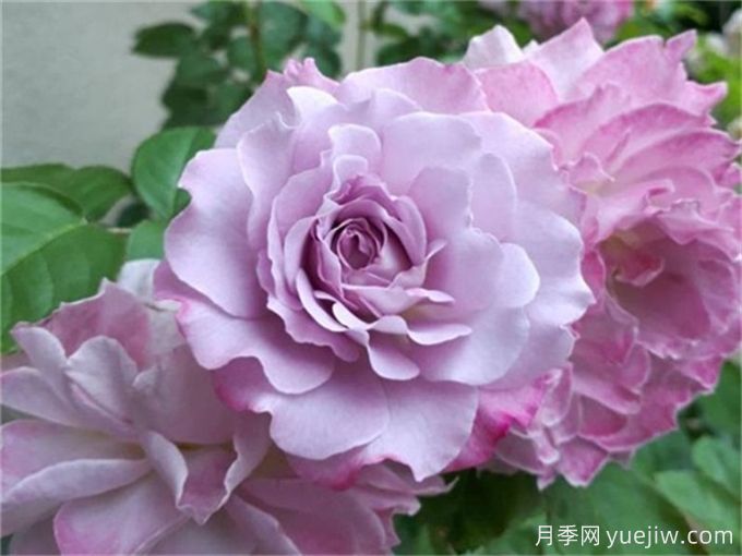 推薦10款高顏值紫色系月季，美艷不可方物(圖2)