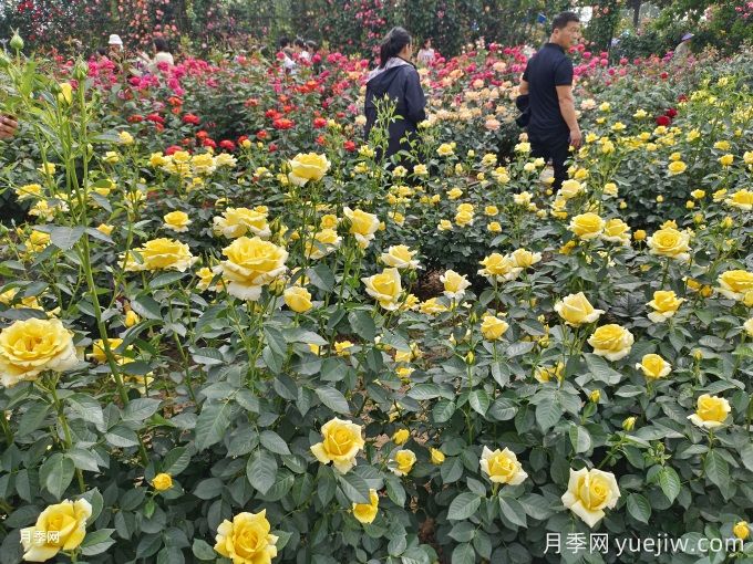 各地9月份園林綠化養(yǎng)護技術(shù)管理月歷(圖1)
