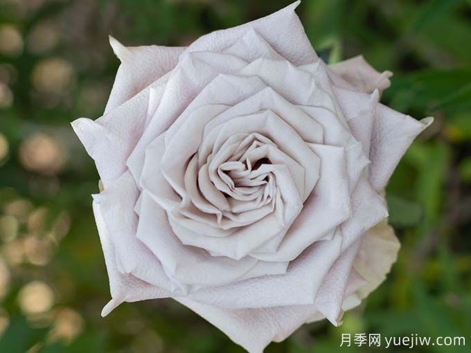 曼塔月季，神秘與優(yōu)雅并存玫瑰(圖1)