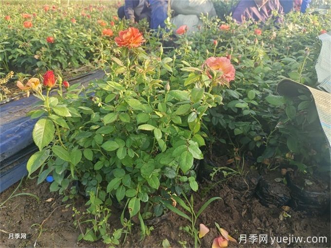 月季入秋花事全掌握，修剪施肥，秋花想不美都難(圖2)