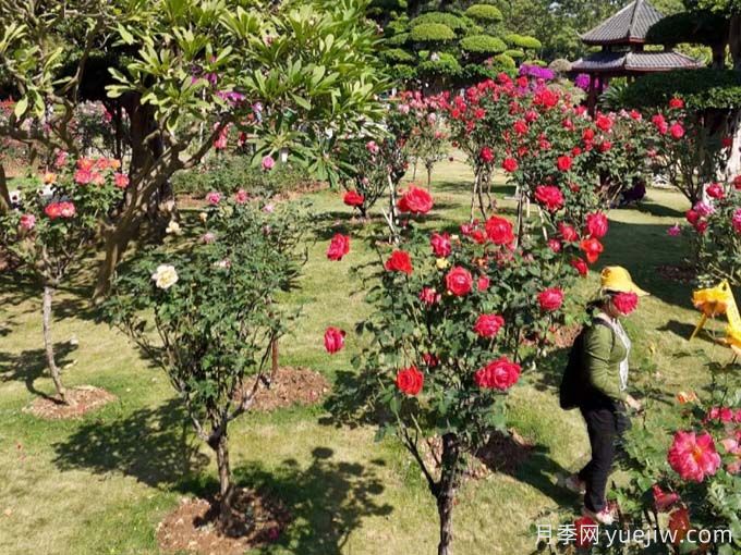 南寧月季應用和景觀圖集(圖3)