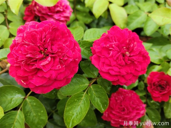 梧州適合養(yǎng)月季花嗎？市花和市樹(shù)是什么？(圖1)