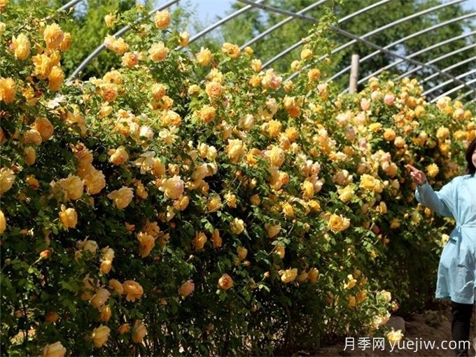 慶陽(yáng)月季應(yīng)用和景觀圖集(圖2)