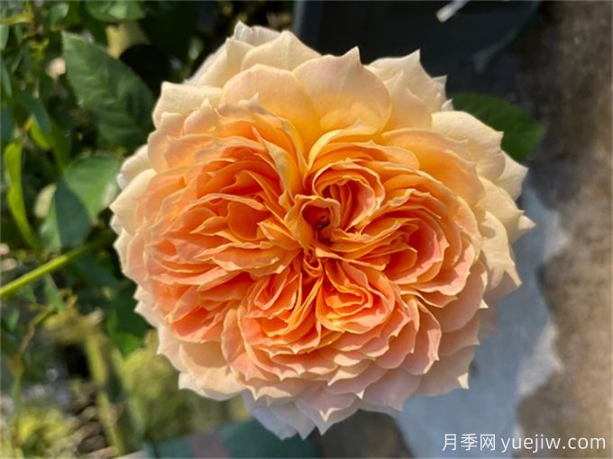 ?推薦9種耐熱月季，炎熱夏天也能開(kāi)得很美(圖6)