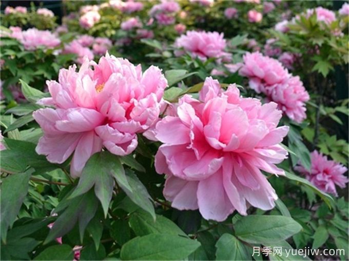 牡丹花品種介紹，牡丹前十名品種是什么？(圖1)