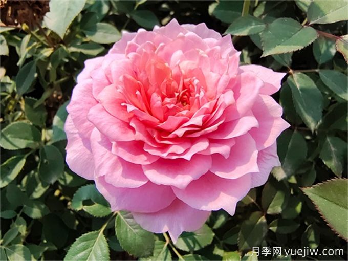 月季枯萎了還能活過(guò)來(lái)嗎？月季花垂頭了怎么補(bǔ)救？(圖1)