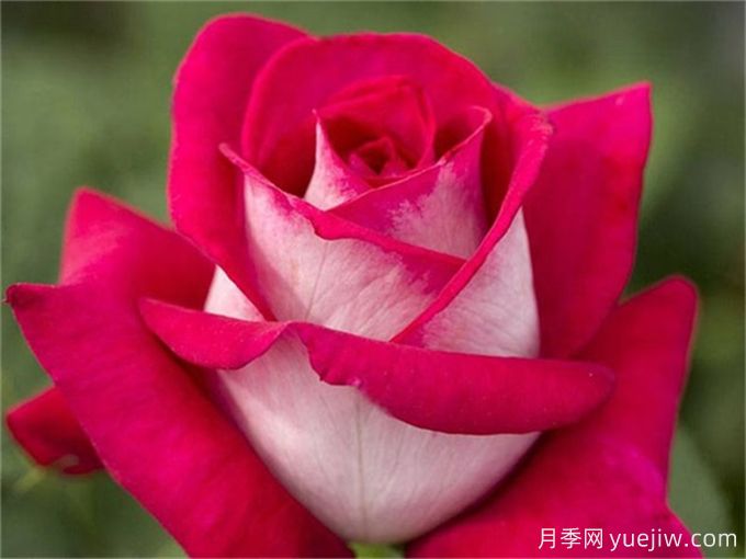莫妮卡貝魯奇月季，顏值出眾，復(fù)花奇快(圖1)