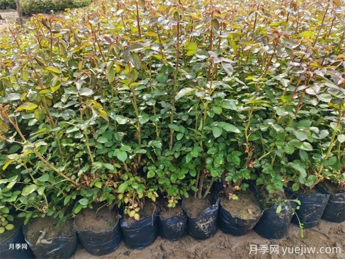 月季修剪過(guò)后馬上施肥，對(duì)促發(fā)筍芽很重要(圖1)
