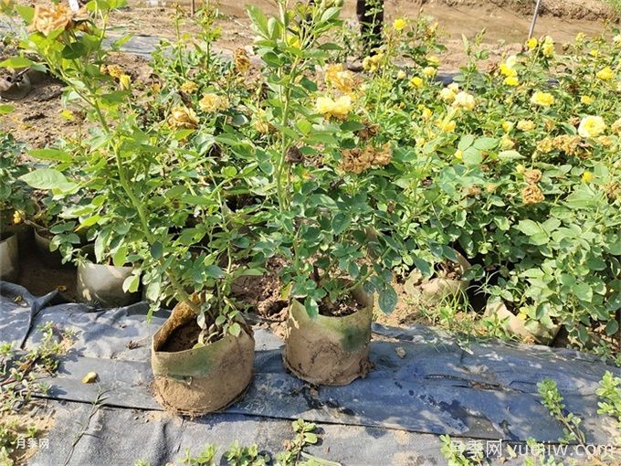 新買的月季，換盆沒多久就開始黃葉？(圖2)