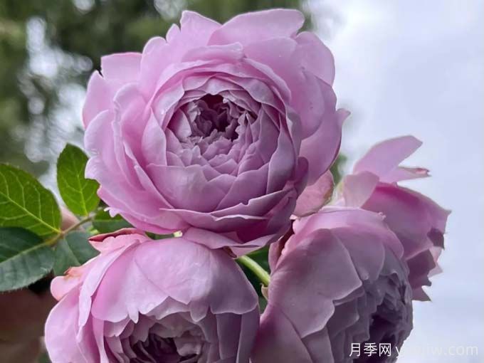 一秒帶你入坑的5個優(yōu)美月季花(圖2)