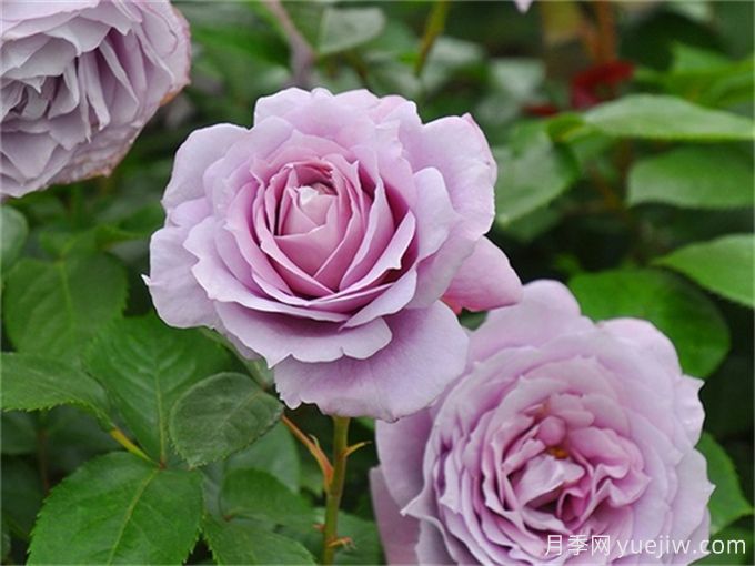 一秒帶你入坑的5個優(yōu)美月季花(圖3)