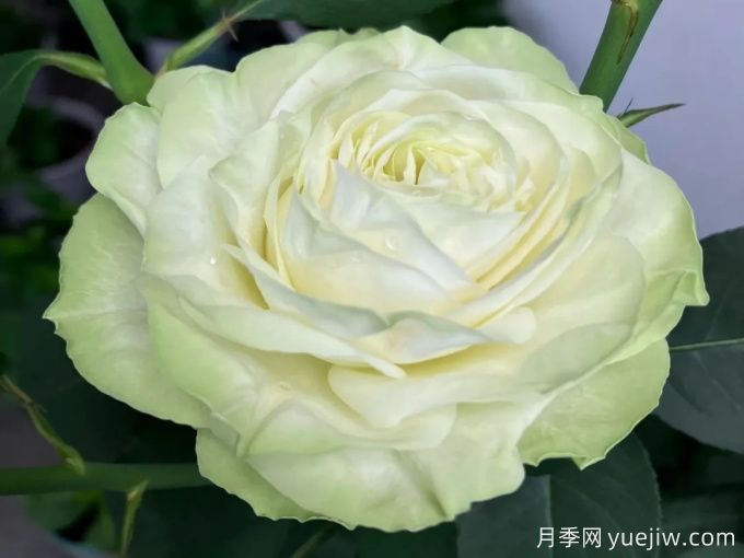 一秒帶你入坑的5個優(yōu)美月季花(圖5)