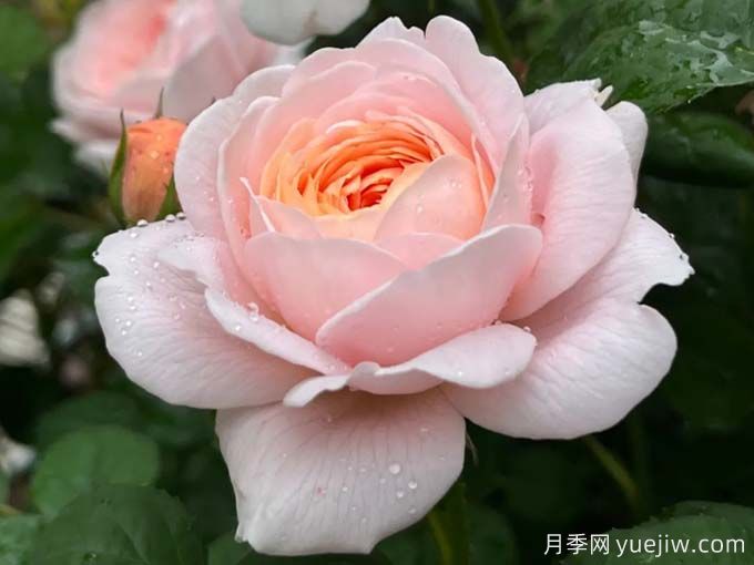 一秒帶你入坑的5個優(yōu)美月季花(圖1)