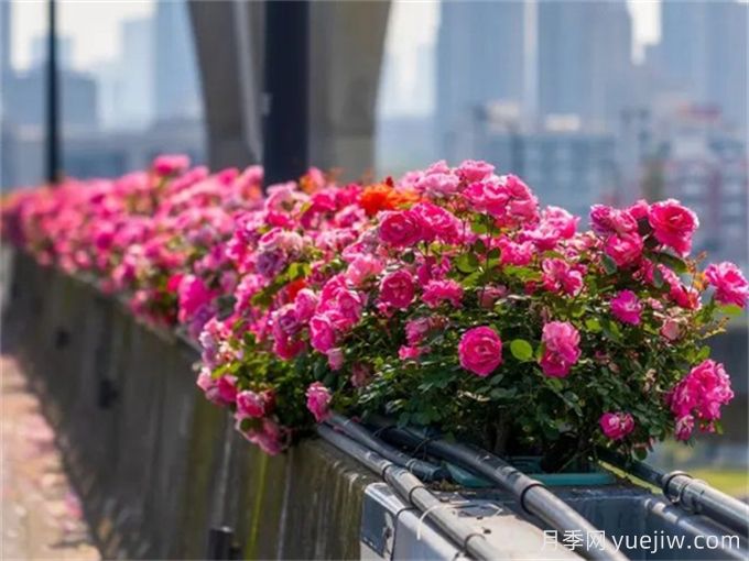 杭州高架月季花箱的尺寸？(圖1)